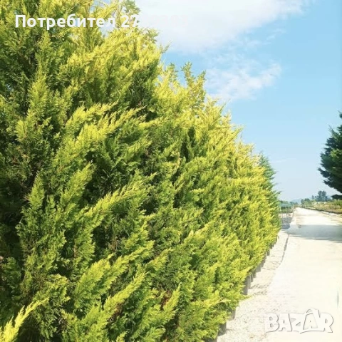 Лейланди кипарис голд райдър