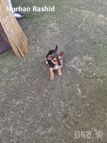 пинчер куче , снимка 2 - Пинчер - 53008164