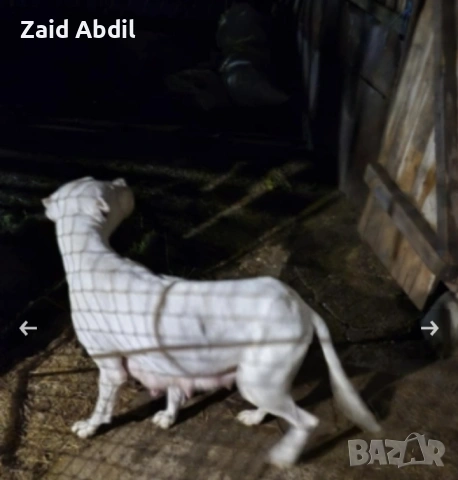 Prodavase dogo arjentino na 6 meseca, снимка 3 - Дого аржентино - 54095374