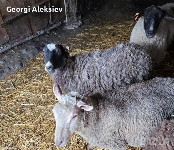 Романовски овце, снимка 4 - Овце - 53627321