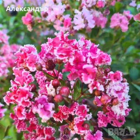 Лагерстремия/Индийски люляк шарен 18 лв, снимка 1