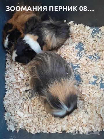 морски свинчета 