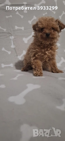 Той пудел момиче пуделче, снимка 10 - Пудели - 53778314