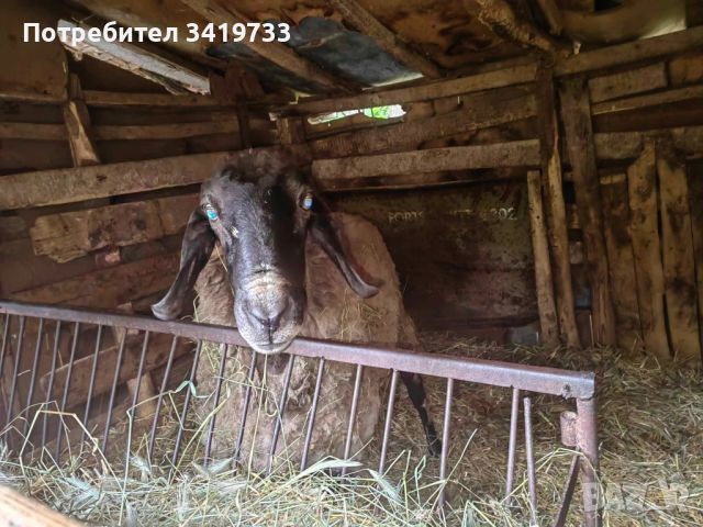 Черноглав овен , снимка 1 - Овце - 45864295