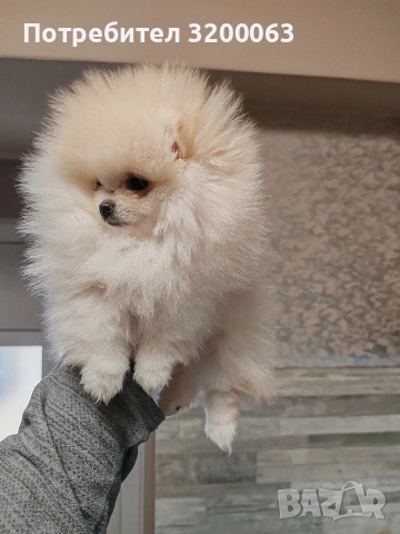 Померан мини женско , снимка 6 - Померан - 53378760