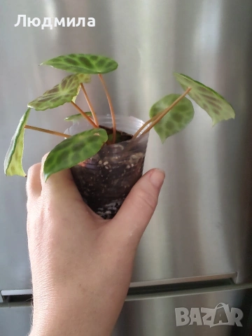 бегония кингиана , снимка 2 - Стайни растения - 53758417