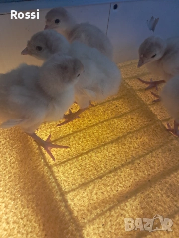 Пуйчета, снимка 4 - Кокошки и пуйки - 53629531