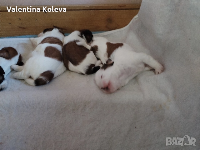 Малки кученца порода Ши Тцу , снимка 3 - Ши Тцу - 52838430