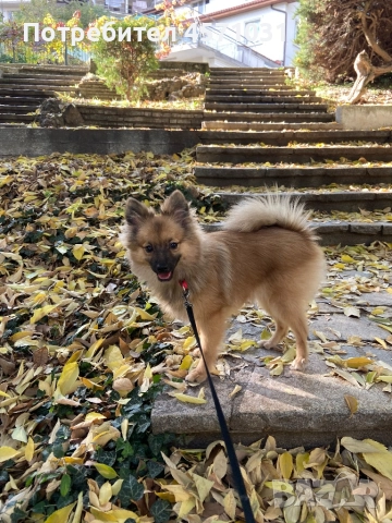 Продава се!, снимка 3 - Немски шпиц - 52589082