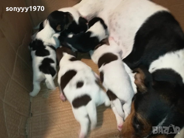 ДЖАК РЪСЕЛ-250ЛВ ЗА СЛАДКО КУТРЕ ПО ИЗБОР 2508251815, снимка 18 - Джак ръсел териер - 51486615