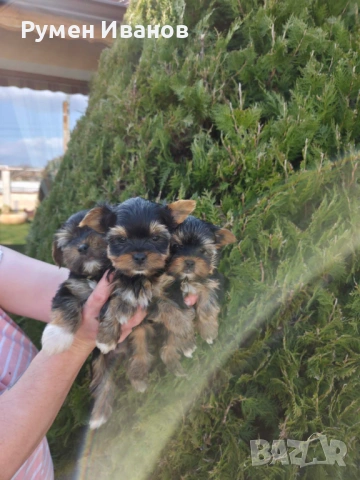 Съкровища малки, снимка 10 - Йоркширски териер - 53864715