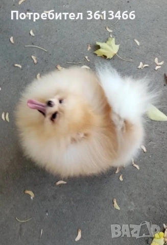 Померан babyface бели пухчета, снимка 5 - Померан - 52557849