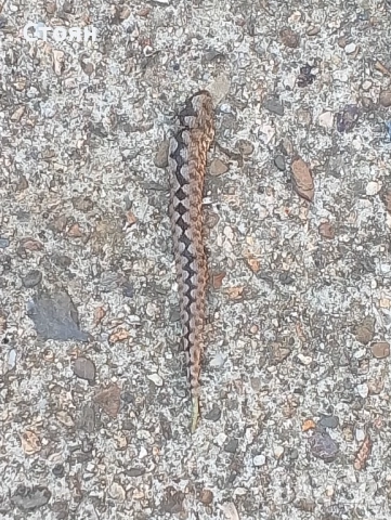 Ягдтериери, снимка 10 - Ягдтериер - 53523678