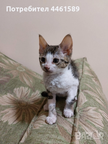 ПОДАРЯВАМ домашни котенца, снимка 3 - Други - 52665863