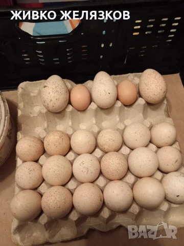 ПРОДАВАМ ОПЛОДЕНИ КОКОШИ ЯЙЦА , ЗА РАЗПЛОД, снимка 13 - Кокошки и пуйки - 53923856