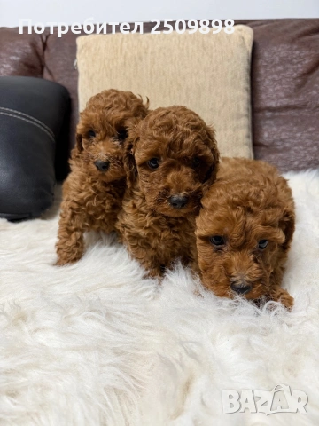 Пудел той , снимка 2 - Пудели - 53465548