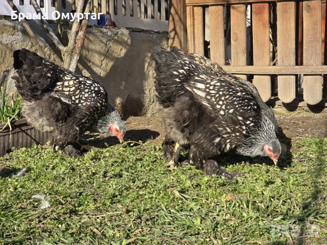 Продавам разплодни яйца от Сребърно кантирана барма (Silver Laced), снимка 17 - Кокошки и пуйки - 53811785
