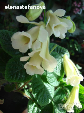 Синингия An's Nyx