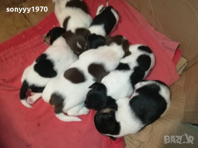 ДЖАК РЪСЕЛ-250ЛВ ЗА СЛАДКО КУТРЕ ПО ИЗБОР 2608251751, снимка 18 - Джак ръсел териер - 51499283