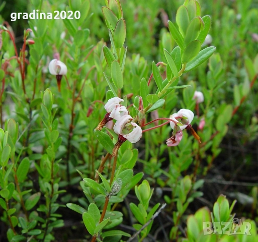 Американската червена боровинка, снимка 11 - Разсади - 52921783