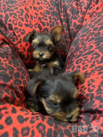 Йоркширски териерчета , снимка 5 - Йоркширски териер - 53472899