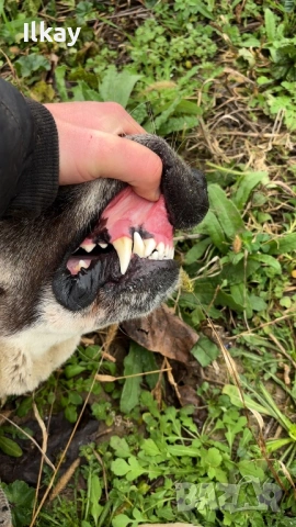 Кавказки Вълкодав, снимка 3 - Кавказка овчарка - 53250940