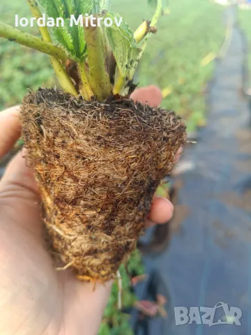 Разсад .Ягоди и малини, снимка 4 - Разсади - 49494255