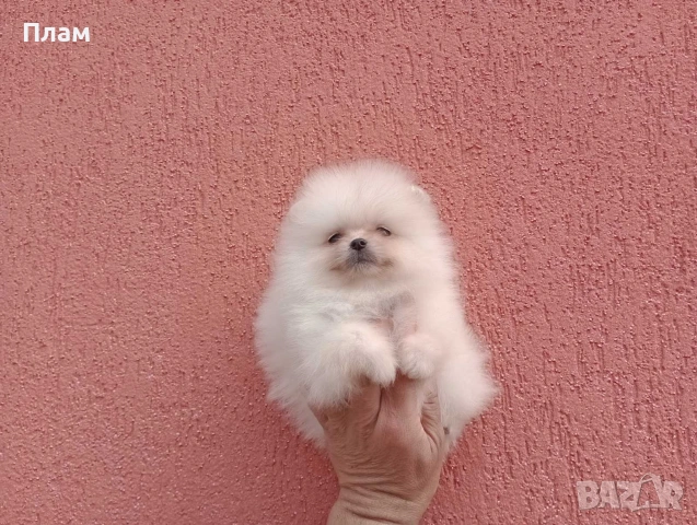 Померани.Реални снимки ! , снимка 4 - Померан - 54051834