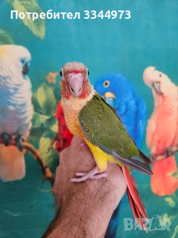 пирура , снимка 3 - Папагали - 53581977