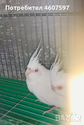 Албино Корели с Червени очи 🦜, снимка 1