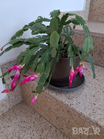 Стайни цветя - Коледничета, снимка 3 - Стайни растения - 52315263