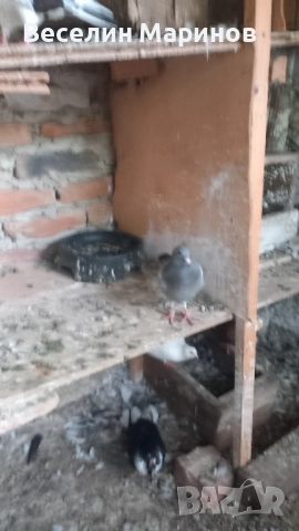 продавам  варненски  жьлти  6уменски2 модела  по6и спортни и стандарти и американци, снимка 13 - Гълъби - 51659125