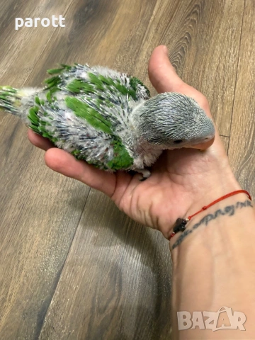 Ръчно хранени Големи Александри, снимка 5 - Папагали - 53850635