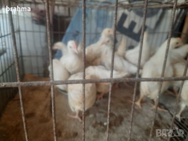 Налични пилета от породата Бял Легхорн, снимка 8 - Кокошки и пуйки - 46431911