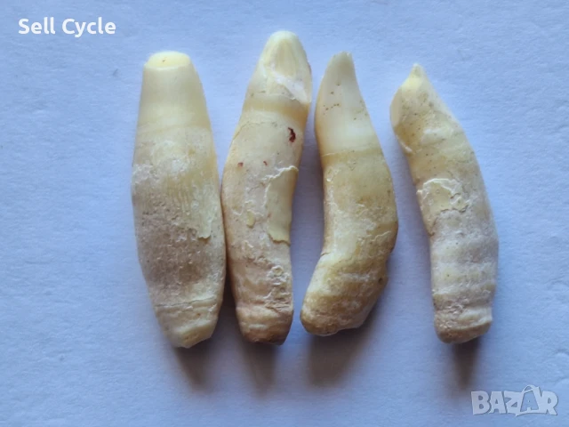 ✅ЗЪБИ ОТ ДЕЛФИН ❗