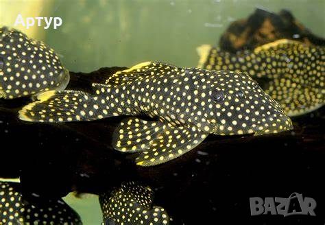 Gold Nugget Pleco L018, снимка 2 - Рибки - 46297153