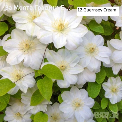 Клематис 33 вида , снимка 11 - Градински цветя и растения - 54019855