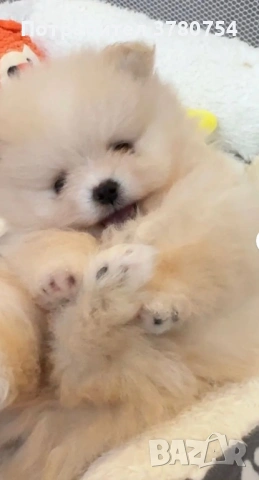 Померан мини , снимка 3 - Померан - 53627090