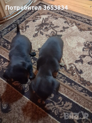 свободни мини пинчери за нови семейства, снимка 3 - Изгубени/намерени - 53766970