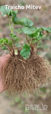 Расад ягоди и малини , снимка 2 - Градински цветя и растения - 54134801