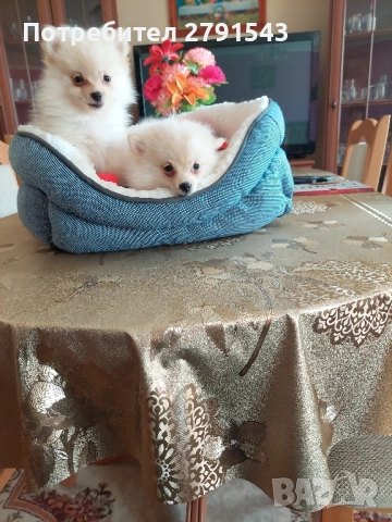 померан померанчета момичета, снимка 2 - Померан - 51604948