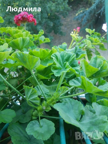 Мушкато,големи,отгледани ОСТАНАЛИ 9бр.ДОГОВАРЯНЕ., снимка 3 - Стайни растения - 51304792