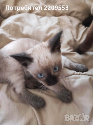 Сиамско Коте, снимка 2 - Сиамска - 54186757