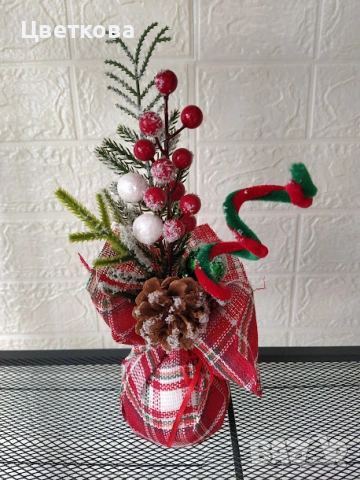 6 копривки по 1 евро + подарък, снимка 7 - Стайни растения - 53692920