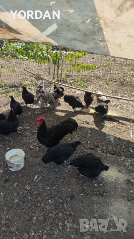 Австролоп , снимка 3 - Кокошки и пуйки - 51666509