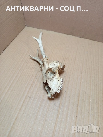 Стар Сувенир Череп С Рога. НОМЕР 724., снимка 6 - Антикварни и старинни предмети - 53528201