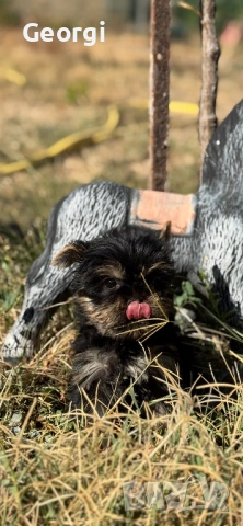 Йоркширски териер. Йорки