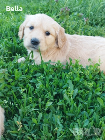 Голдън ретривър , снимка 2 - Голдън ретривър - 53778533