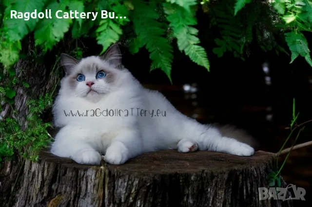 Ragdoll расови котенца с родословие ,Регдол ,Рагдол, снимка 1 - Други - 47264926