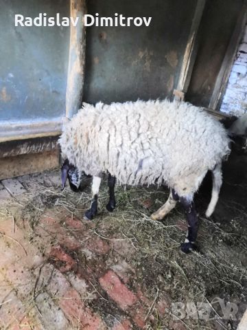 Продавам черноглава Плевенска овца към 81килограма гледана със мерак за номер за връзка 088 518 9601, снимка 3 - Овце - 45913609